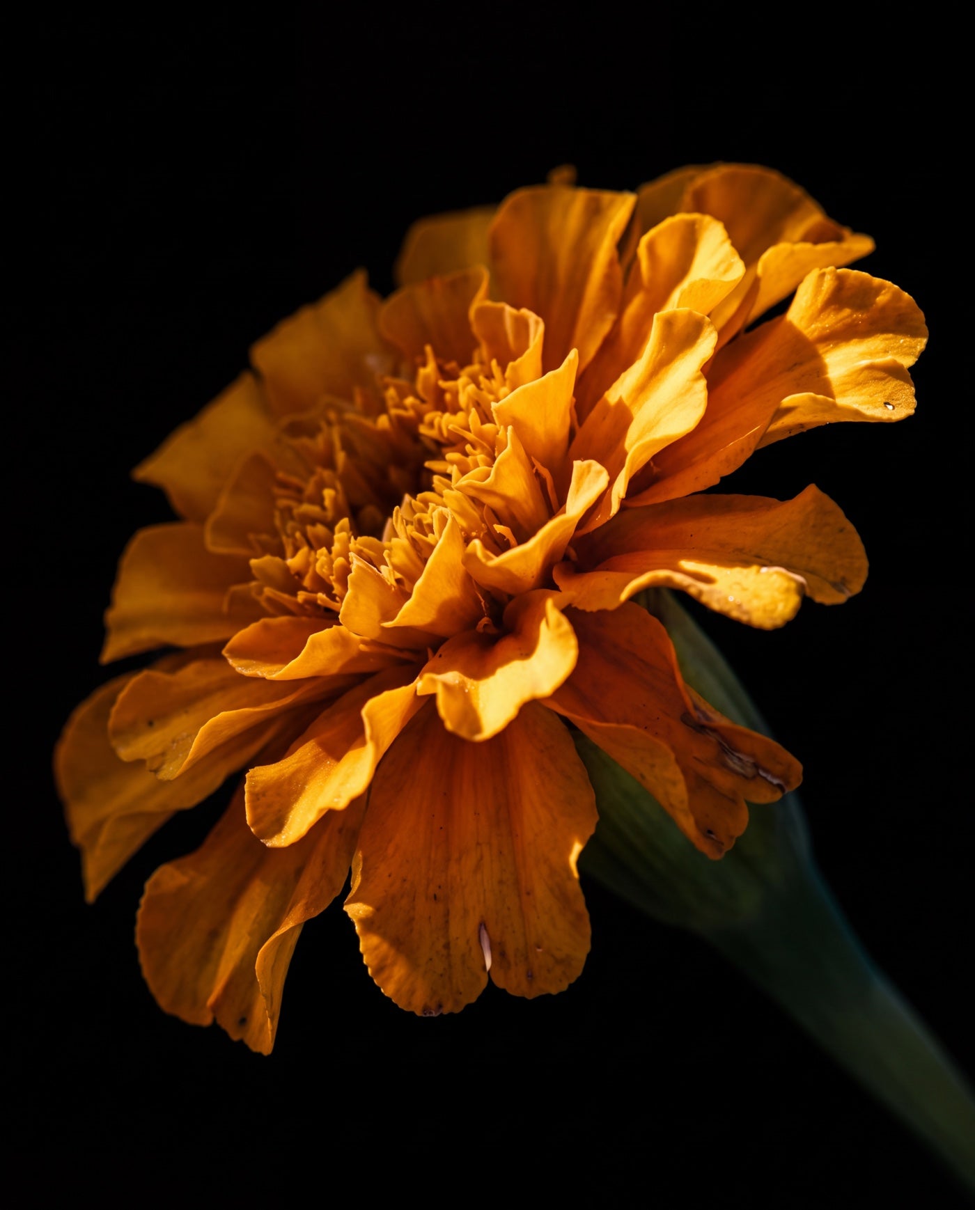 Golden marigold petals against a black background
